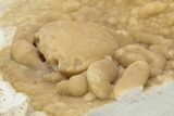 Fossil Crab (Potamon) Preserved in Travertine - Turkey #230630-3